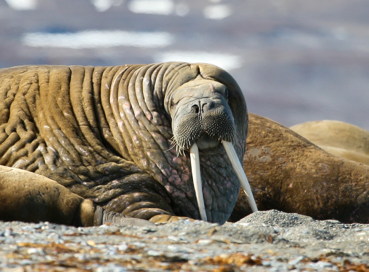 Odobenus rosmarus